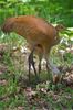 Sandhill Crane & Chick.jpg