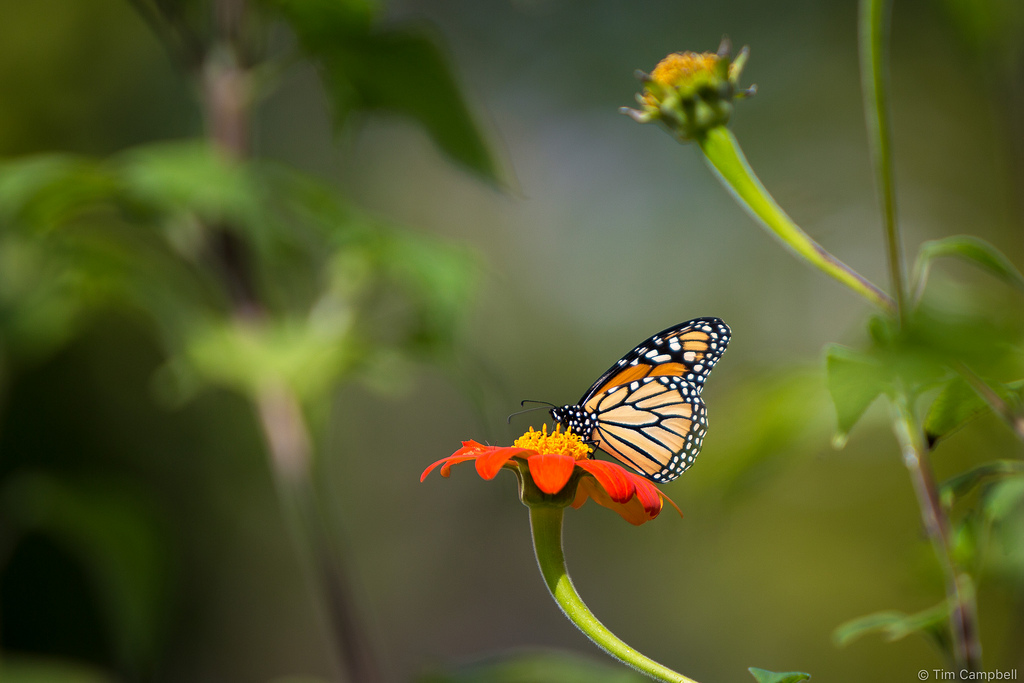 Monarch Butterfly