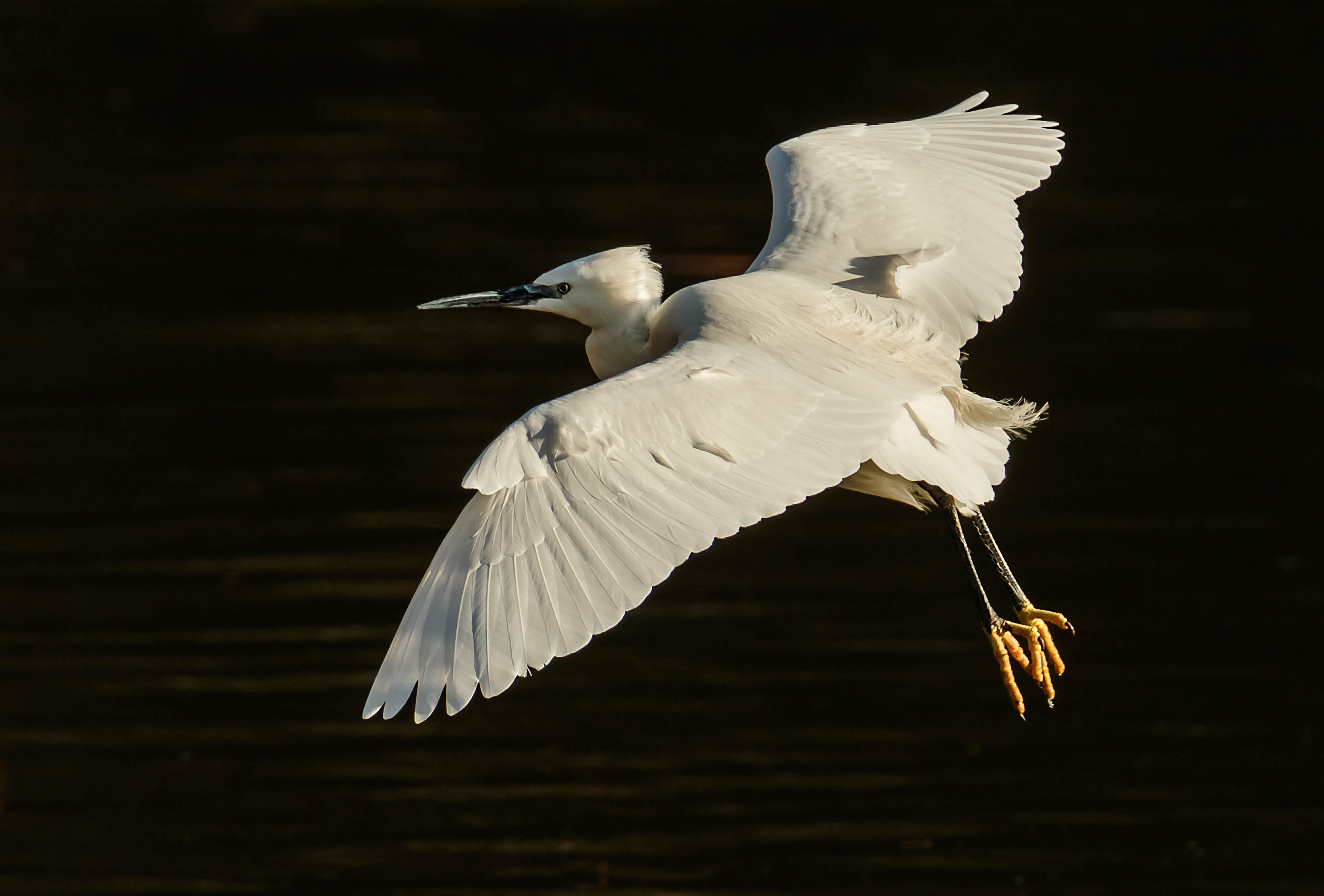 Egrets-56-Edit-2.jpg