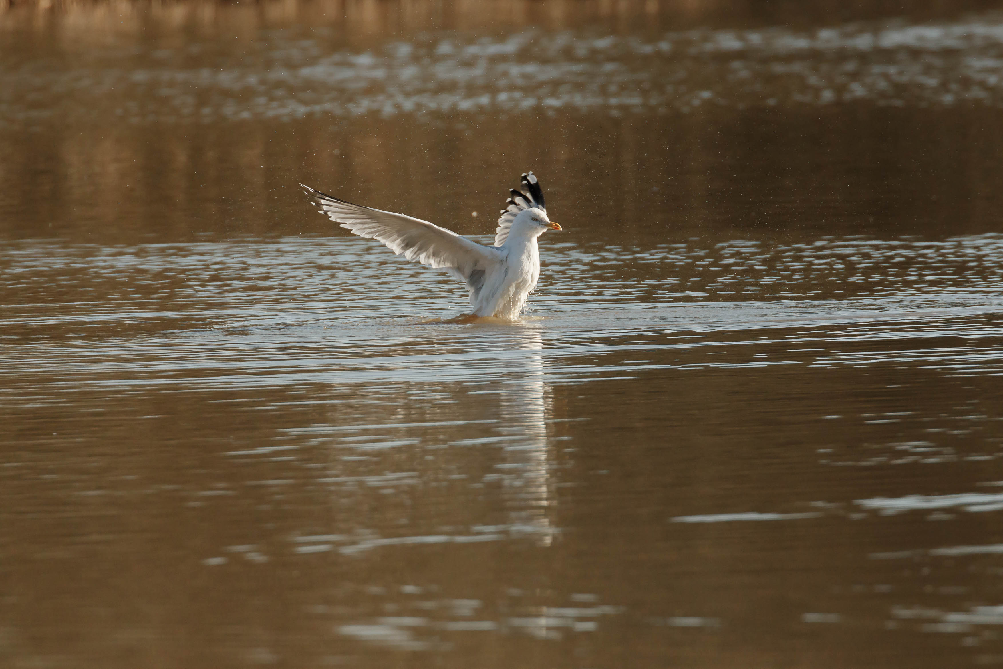 gulls-5.jpg