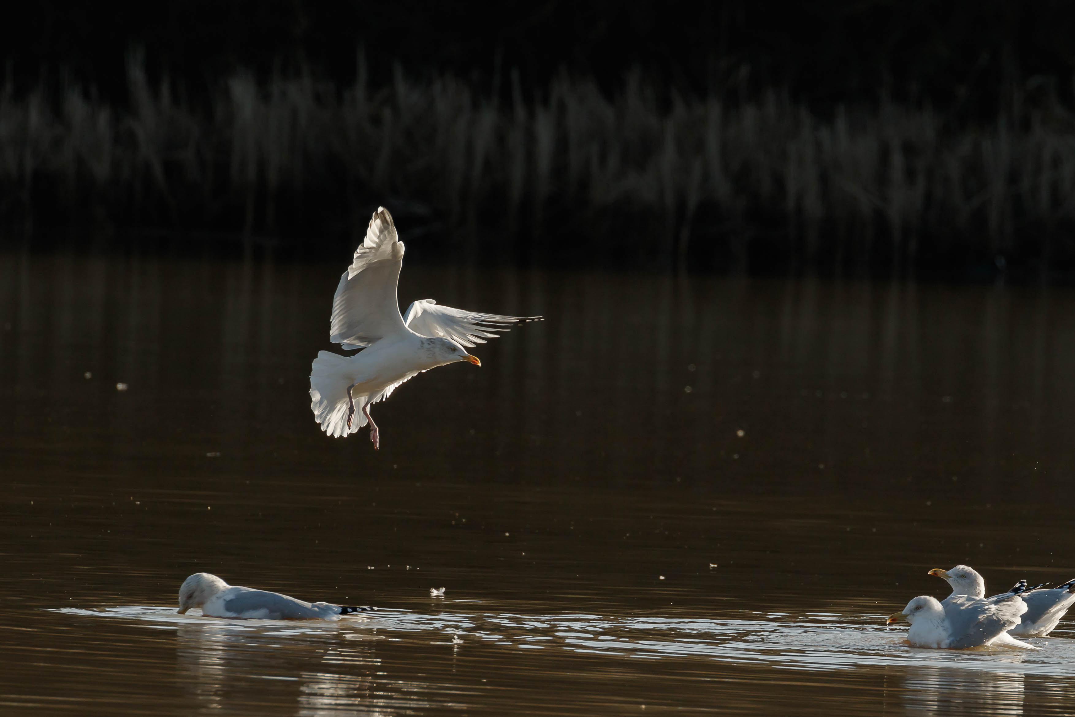 gulls-12.jpg