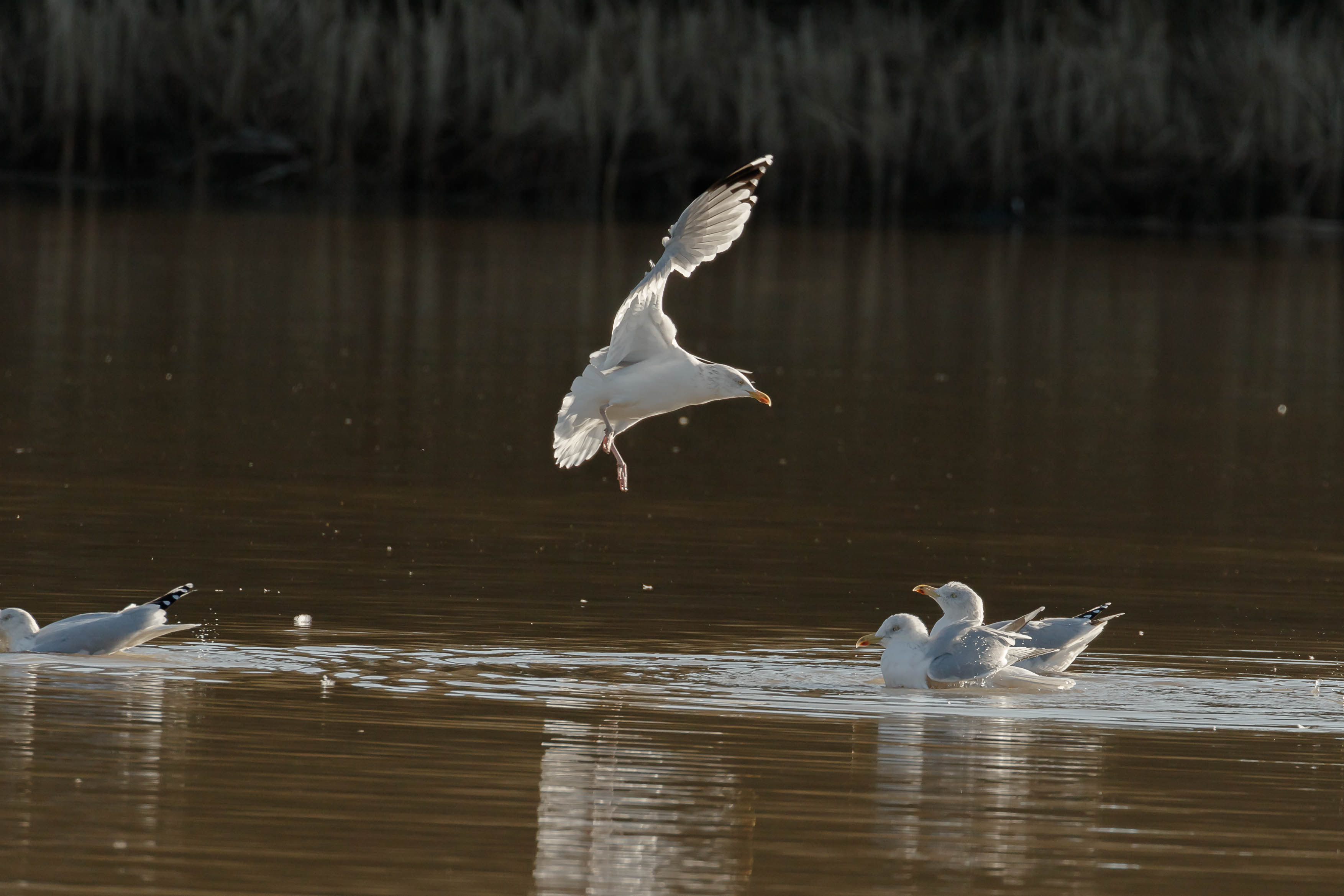 gulls-13.jpg