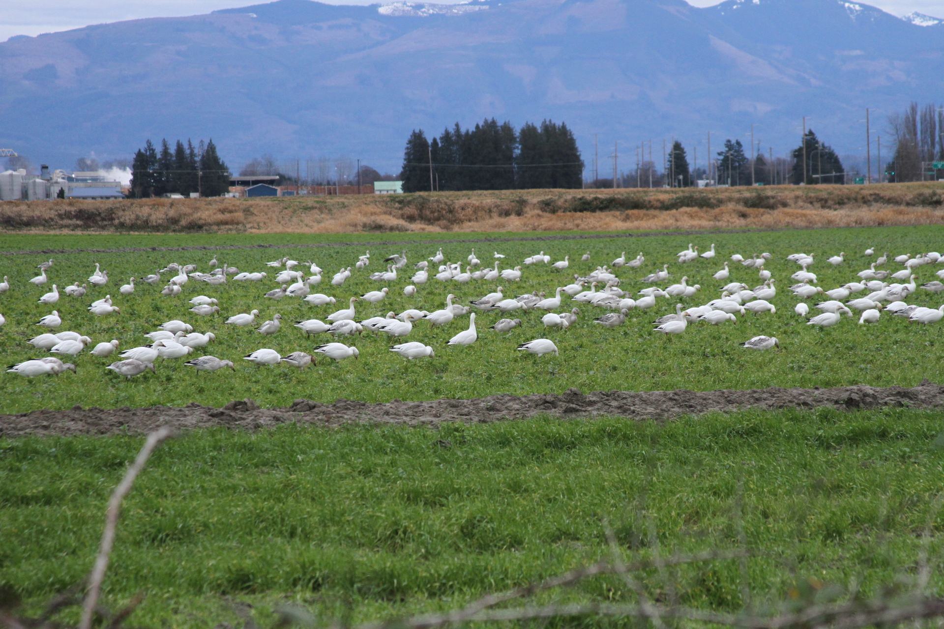 snow geese.JPG