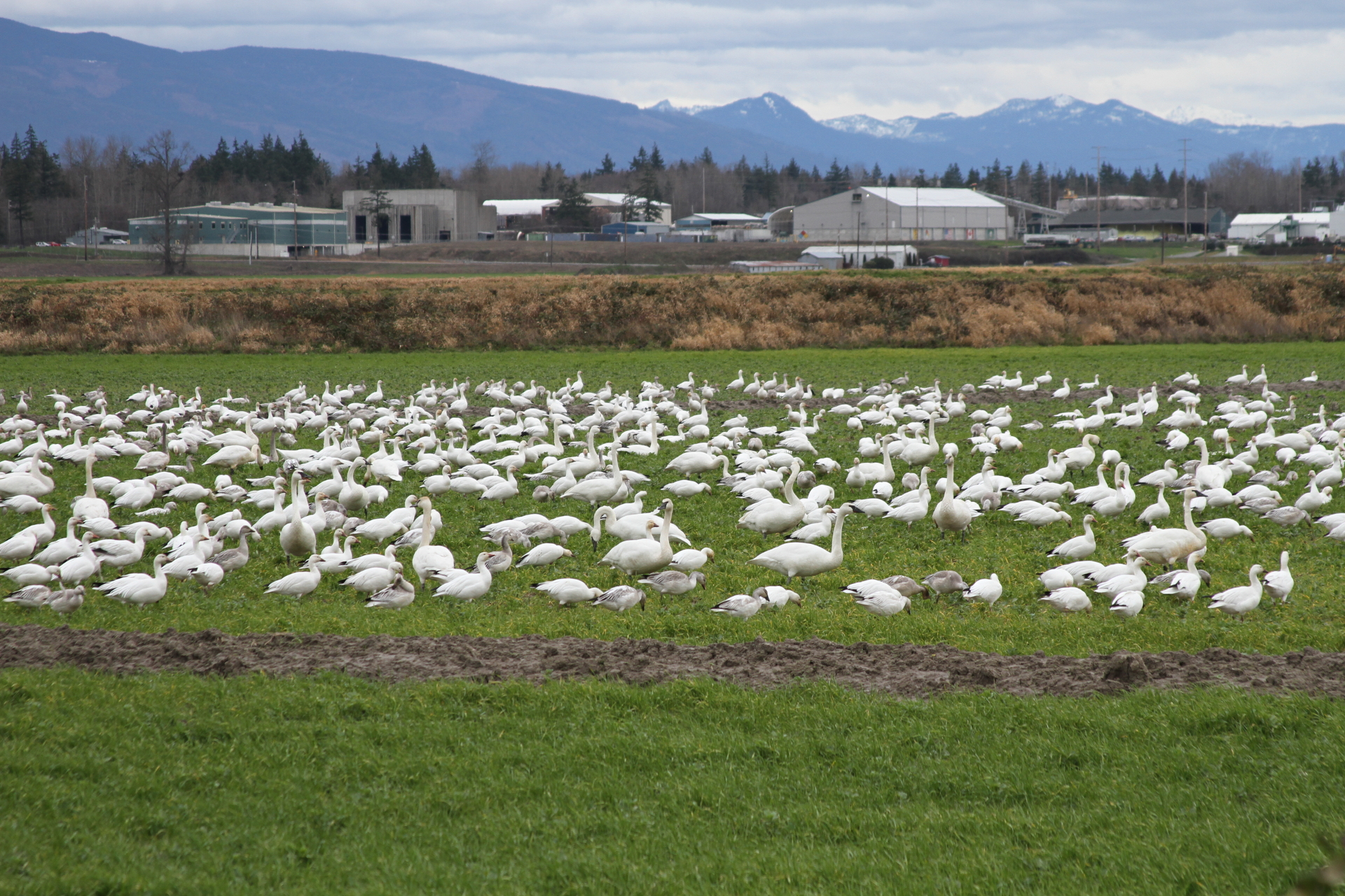 snow geese2.JPG