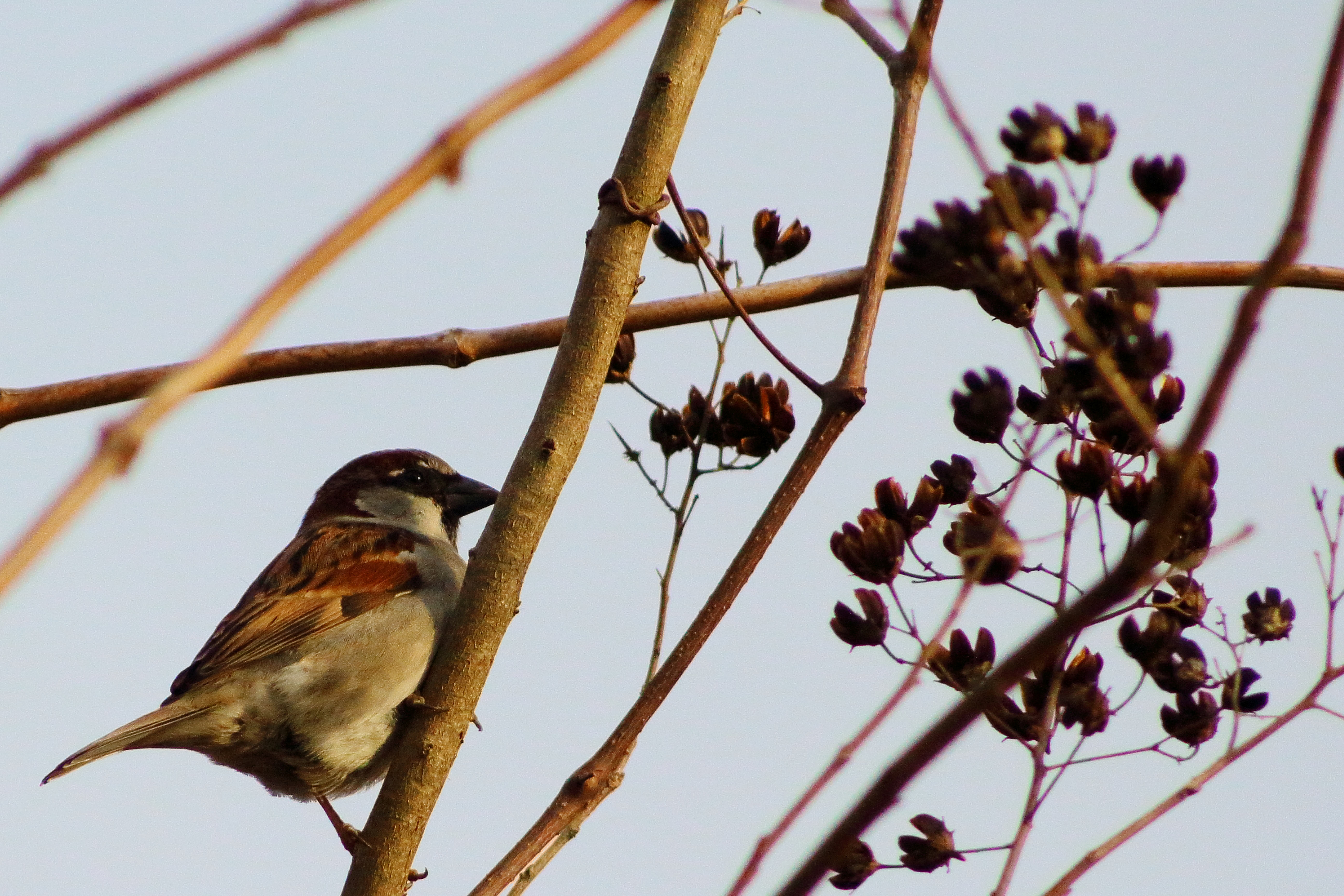 IMG_2350A_House Sparrow.jpg