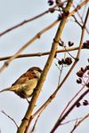 IMG_2346A_House Sparrow.jpg