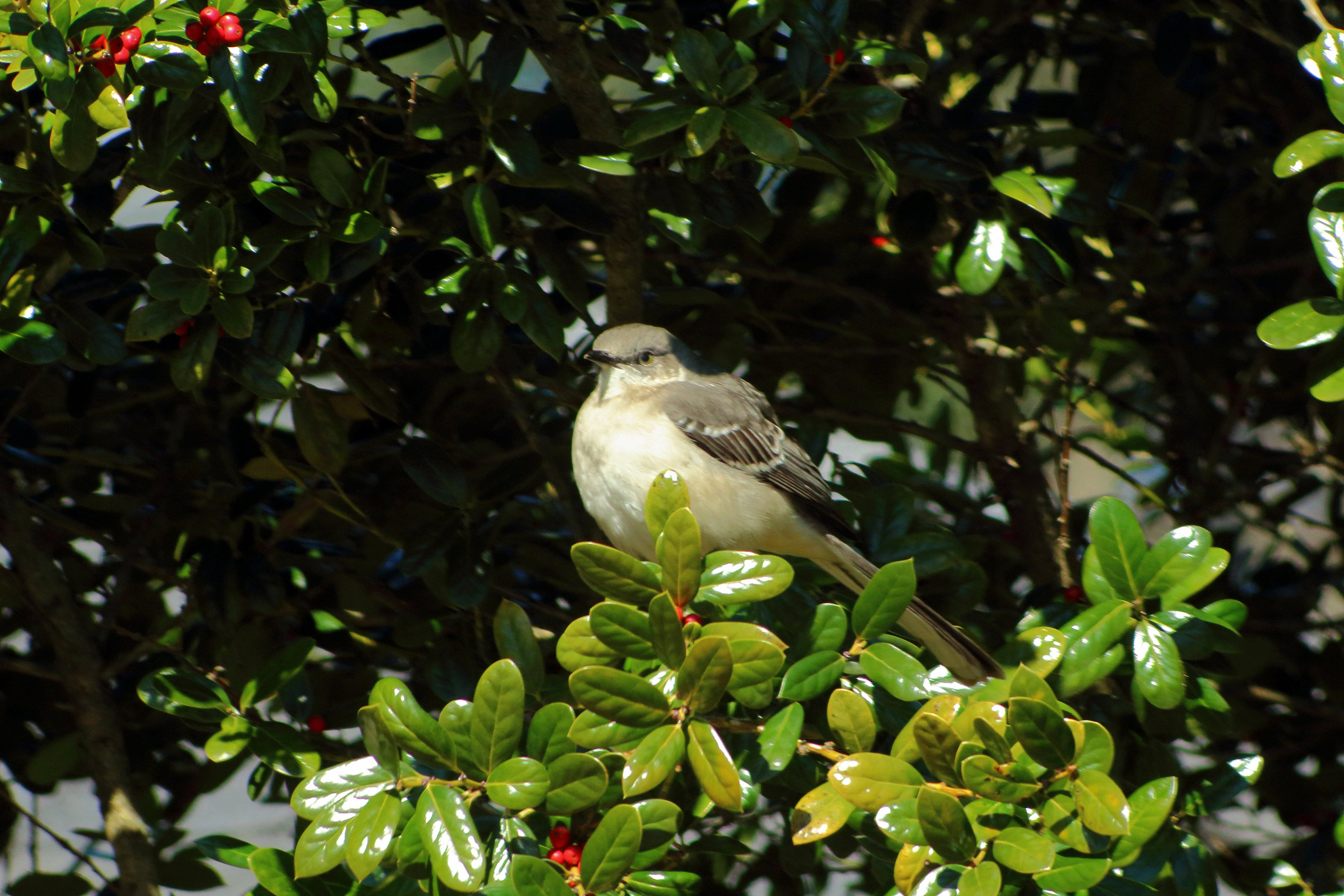 IMG_2229_Northern Mockingbird.jpg