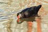 IMG_7433A_Ducks.jpg