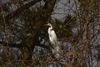 IMG_8728_Great Egret.jpg