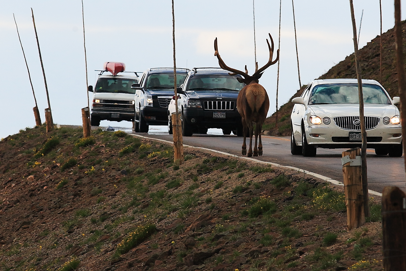 Trail Ridge road.JPG