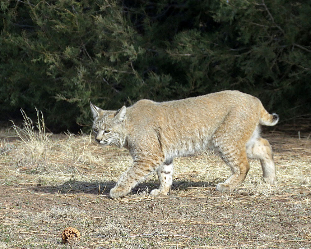 Bobcat2.jpg