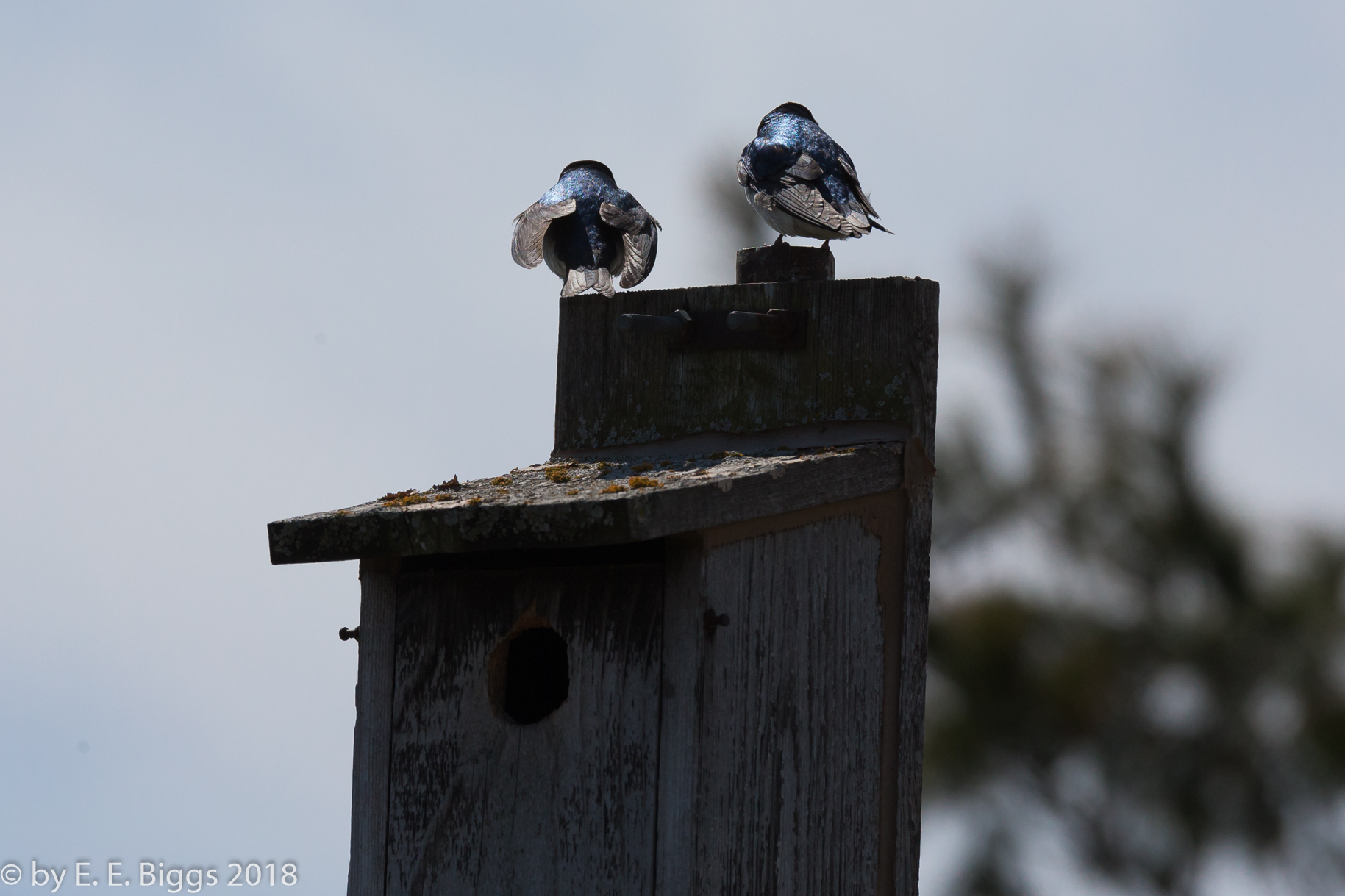 Photographing Birds In Flight 750d - Canon Community