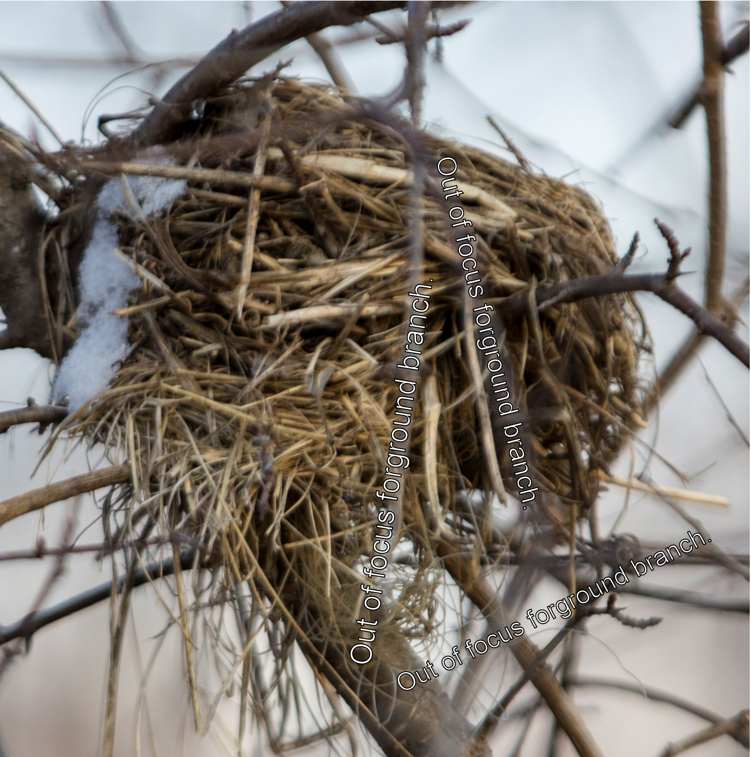 OOF Branch.jpg