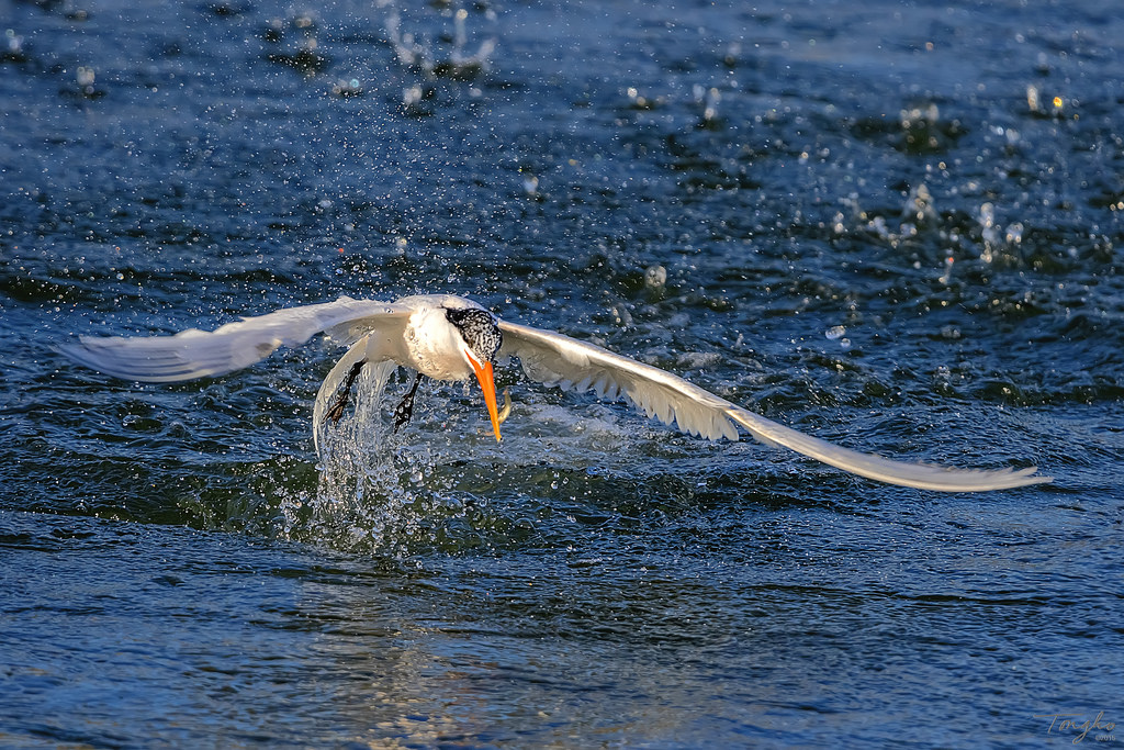 Solved: Want to capture bird in flight but always miss the... - Canon ...