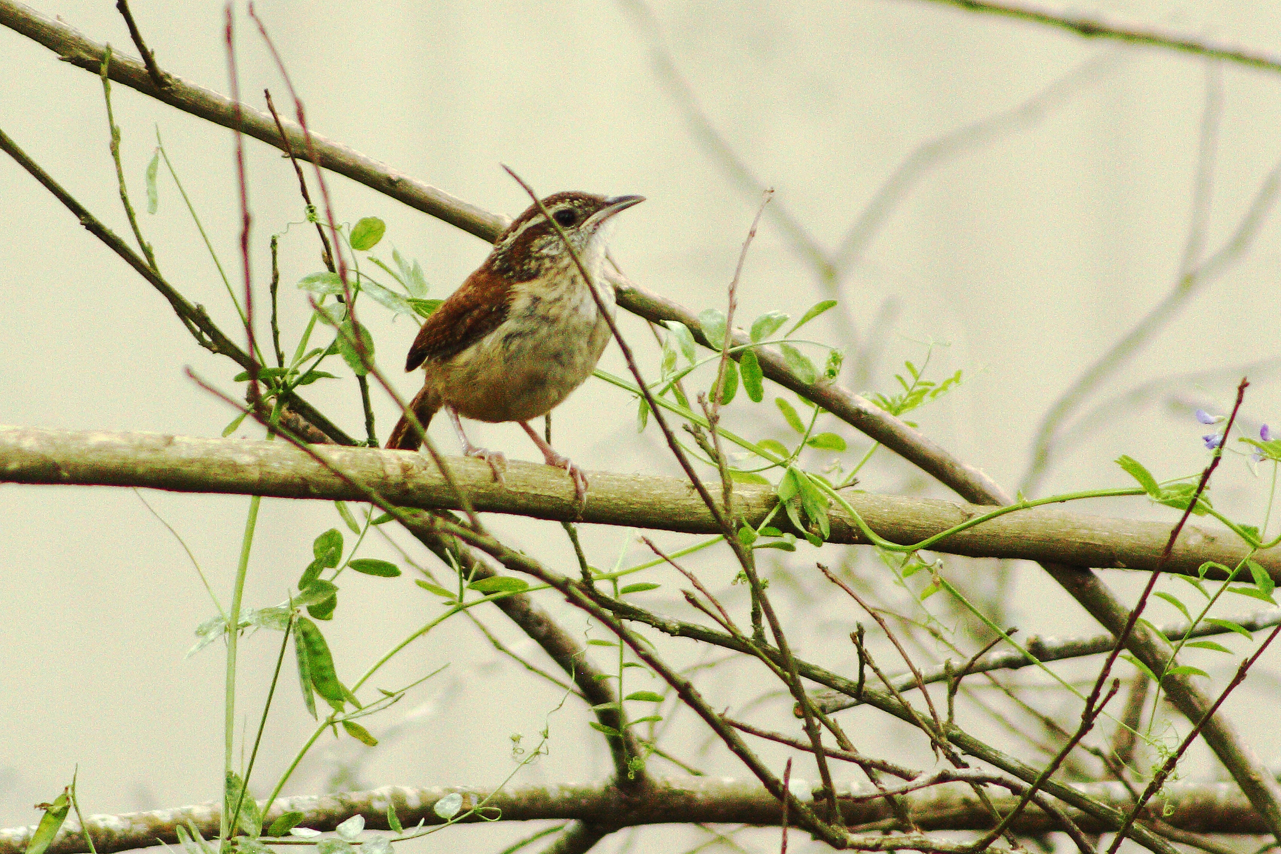 IMG_8873_Carolina Wren.jpg