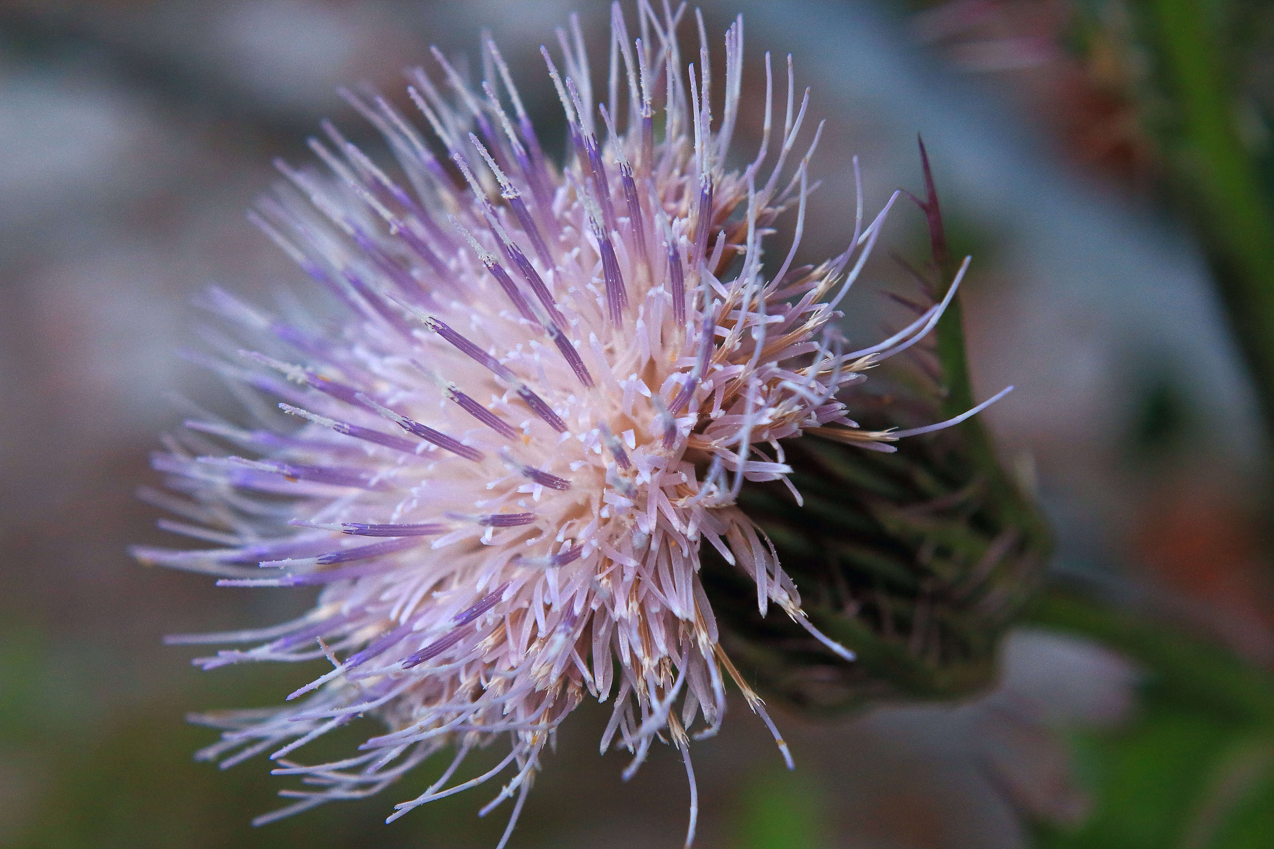 IMG_2556_Thistle.jpg