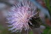 IMG_2556_Thistle.jpg