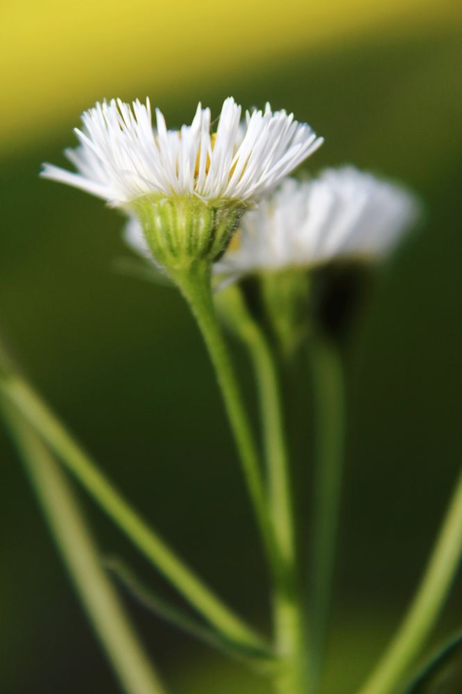 IMG_2509_Philadelphia Fleabane.jpg