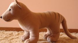 Thylacine