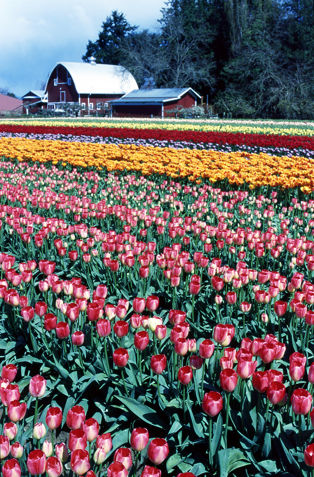 Tulip time