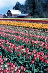 Tulip time