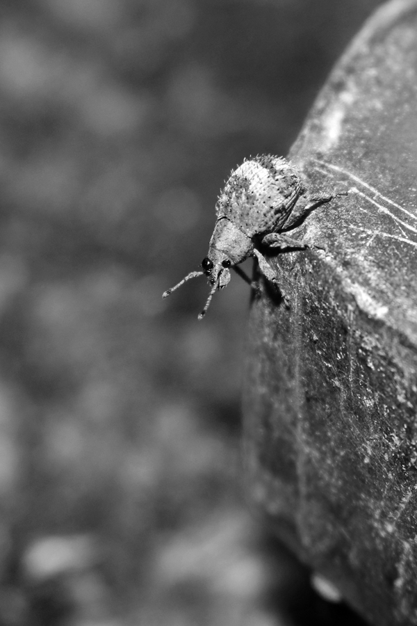 IMG_Tiny Insect on a Bolt Final (WEB).jpg