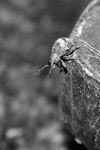 IMG_Tiny Insect on a Bolt Final (WEB).jpg