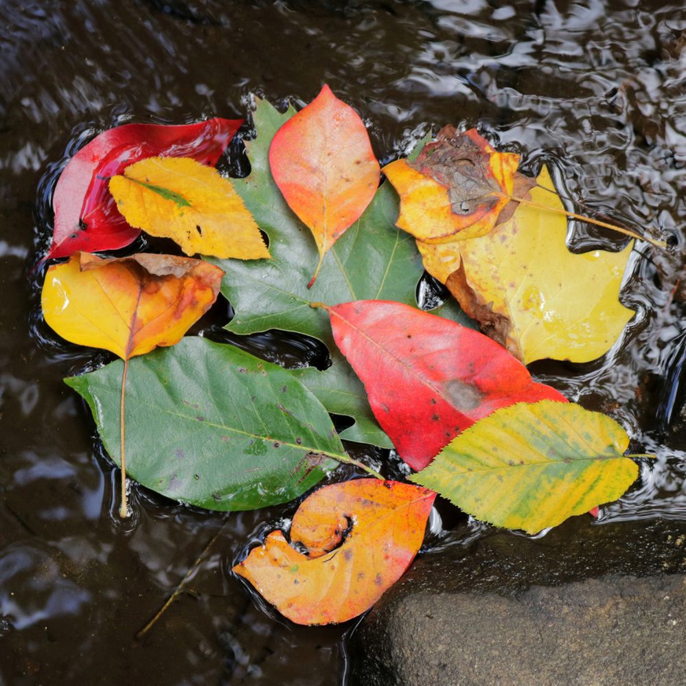 Colorful Fall Leaves.jpg