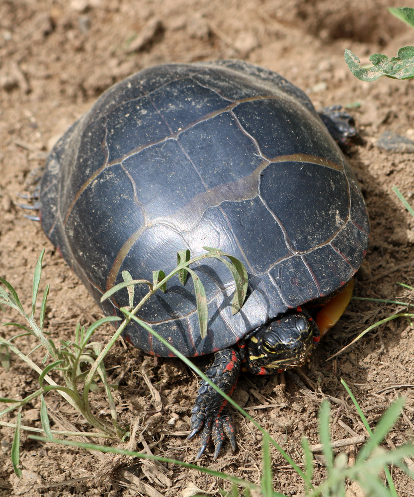 Painted Turtle Crawling