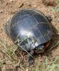 Painted Turtle Crawling