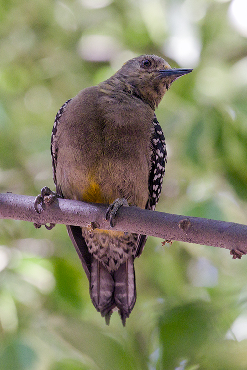 hoffmanns-woodpecker_6537-46.jpg
