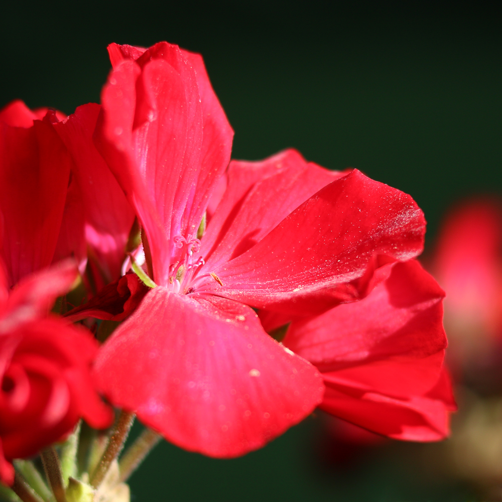 IMG_Red Flower.jpg