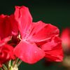 IMG_Red Flower.jpg