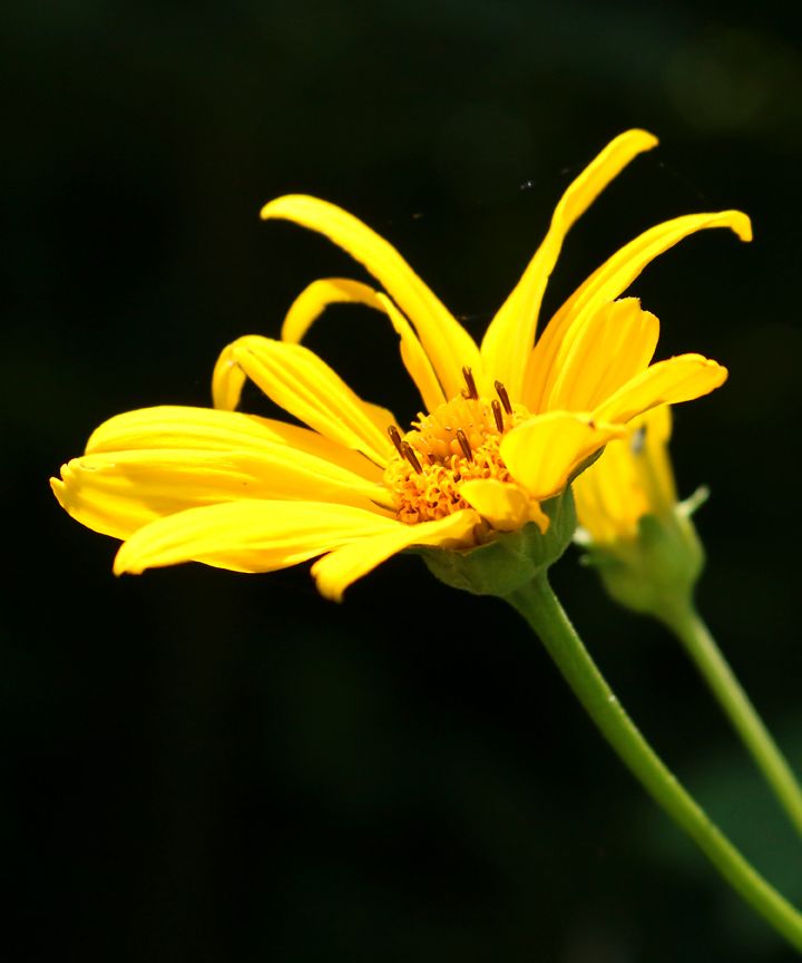 IMG_Small Yellow Flower.jpg