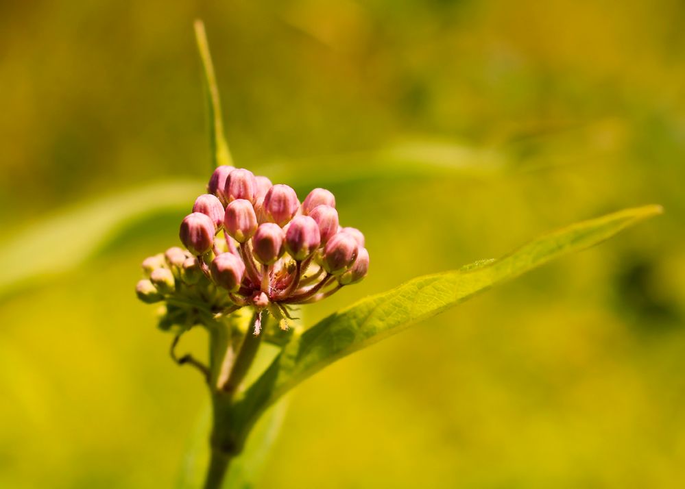 IMG_Pinks Buds in the Garden.jpg