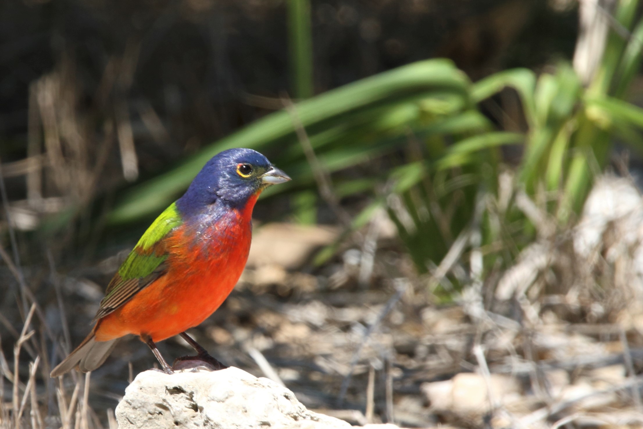 Painted Bunting