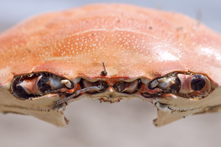 IMG_Crab Inside Its Shell.jpg