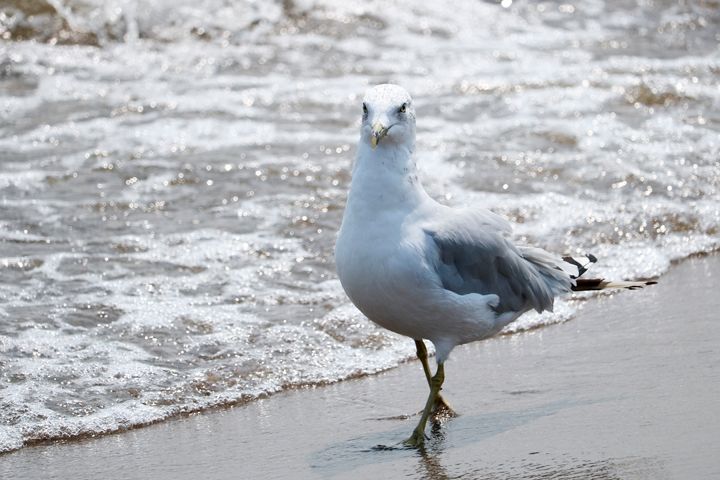 IMG_Seagull Wading in the Ocean Water.jpg