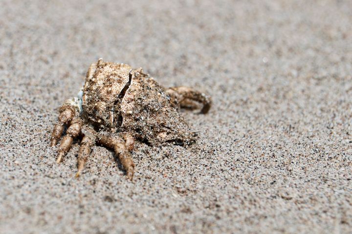IMG_Crab Blending in with the Sand.jpg