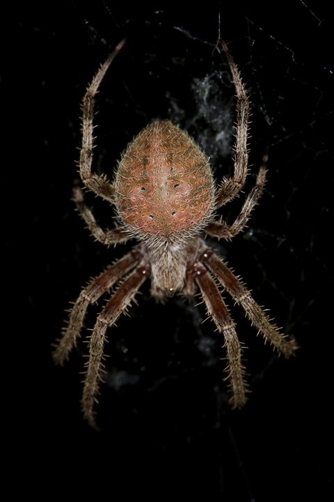 IMG_Orange Weaver Spider at Nightime.jpg