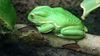 Canada BC Vancouver Frog Vancouver Aquarium.jpg