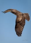 Red tail hawk fly by