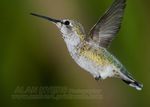 Anna's hummingbird