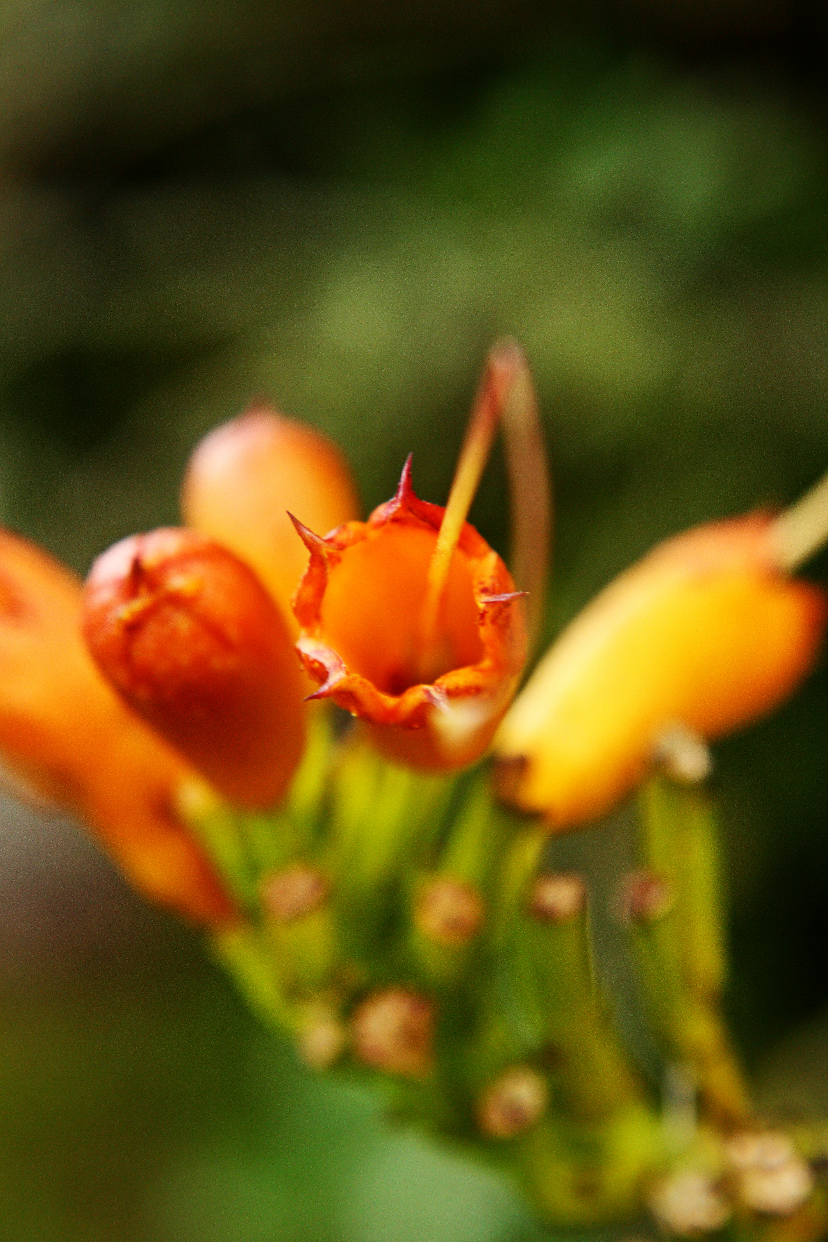 IMG_9073_Trumpet Vine.jpg