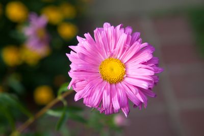 Flower 5D mark II.jpg