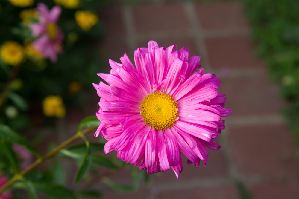 Flower 7D.jpg