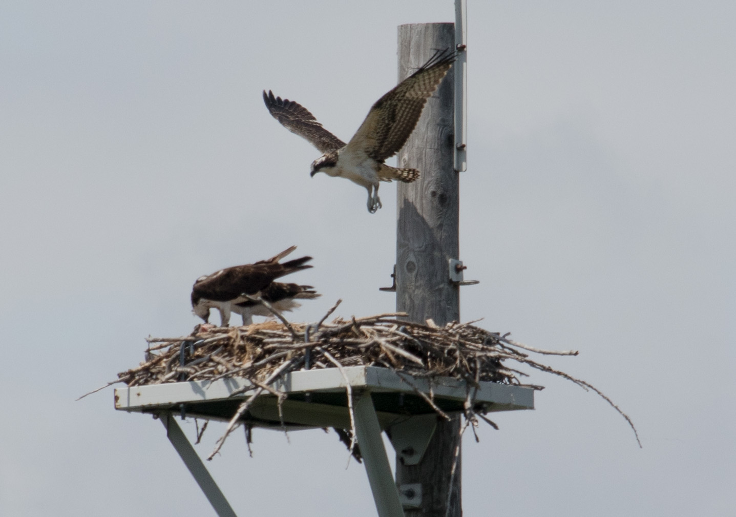 Osprey Landing