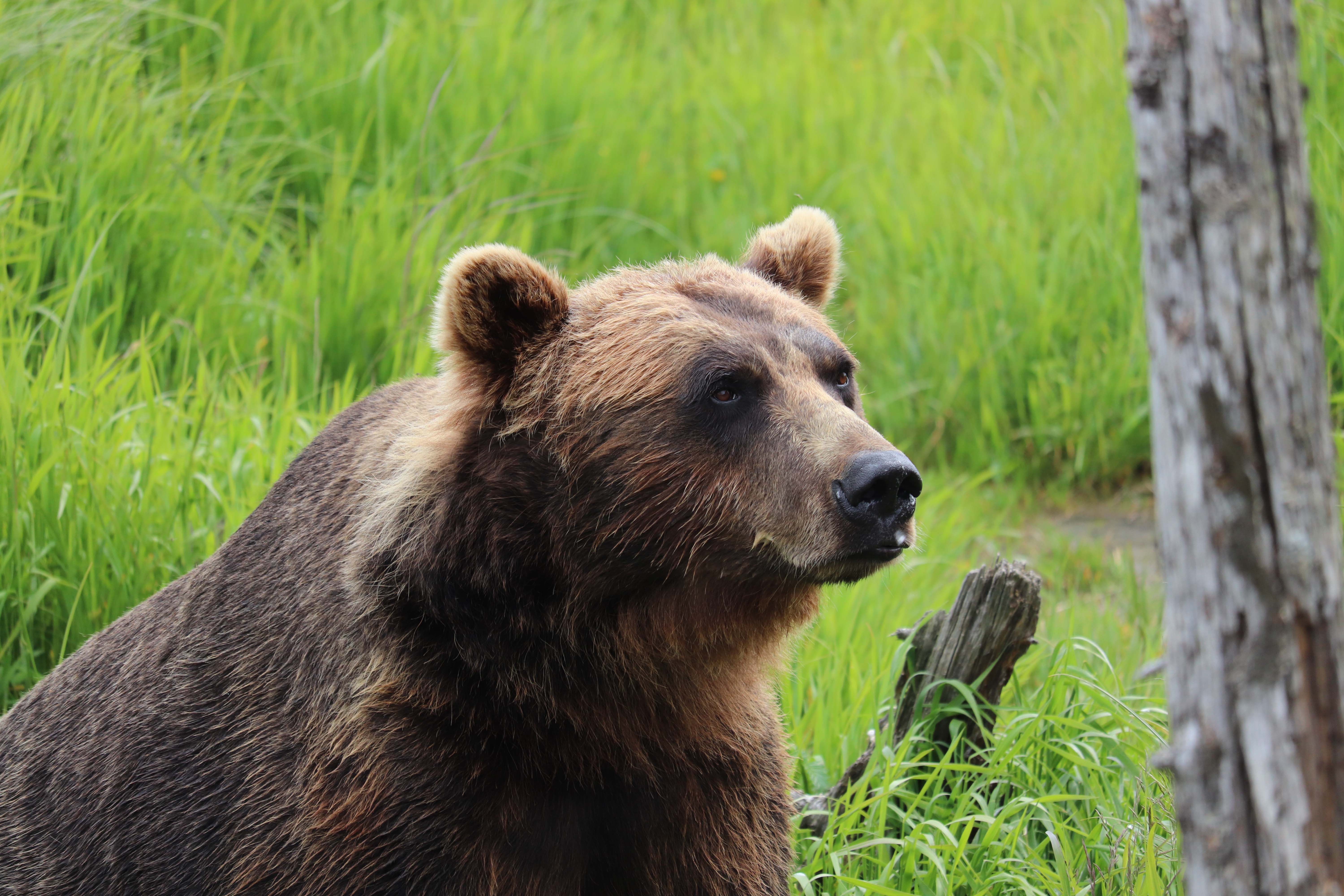 Alaskan Brown Bear