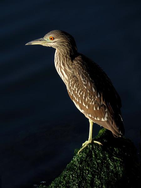 Black-crowned Night Heron