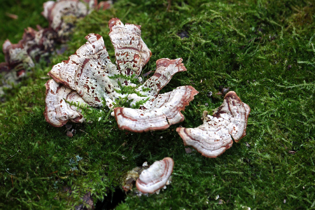 IMG_Fungi on Greeny log.jpg